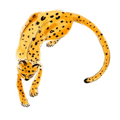 Leopardo enrolado, 2020 (aguarela sobre papel) de Marianna Kulukundis