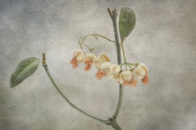  de Marie-anne Stas