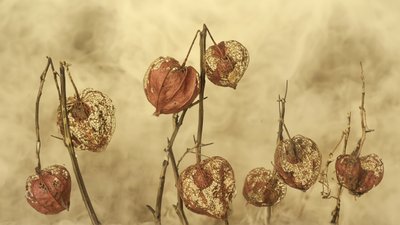 Lanternas de outono secas de Marie-anne Stas