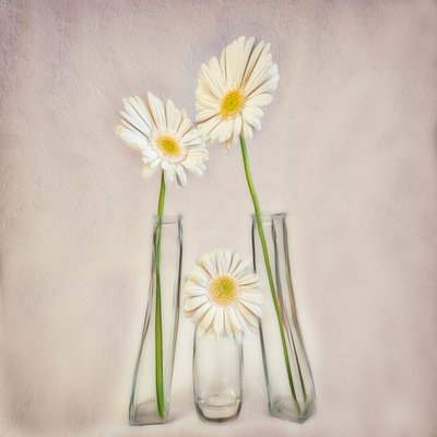 Gerberas brancas elegantes de Marie-anne Stas