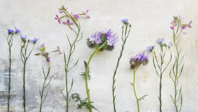 Caules etéreos de flores silvestres de Marie-anne Stas