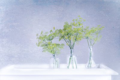 Endro fresco em vasos de vidro de Marie-anne Stas