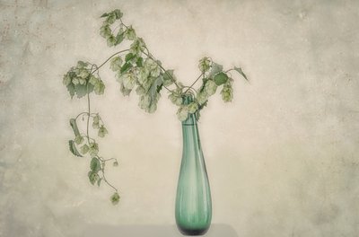Natureza morta com lúpulo verde de Marie-anne Stas