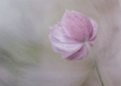 Flor Rosa Suave de Marie-anne Stas