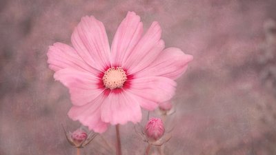 Cosmos Rosa Suave de Marie-anne Stas