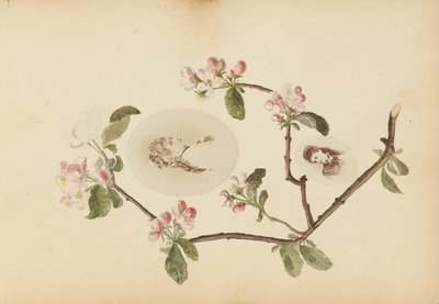 O álbum Madame B de Marie-Blanche-Hennelle Fournier