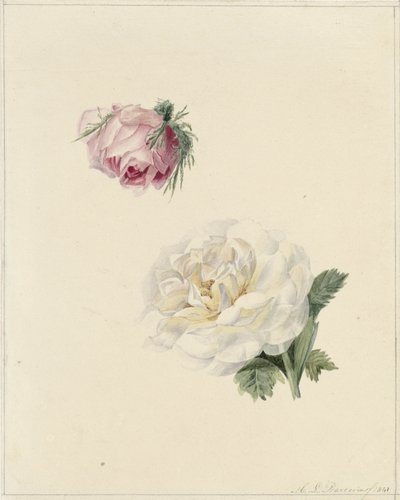Estudos de uma rosa e uma rosa branca de Marie Louise Praetorius