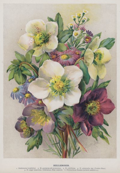 Hellebores de Marie Low