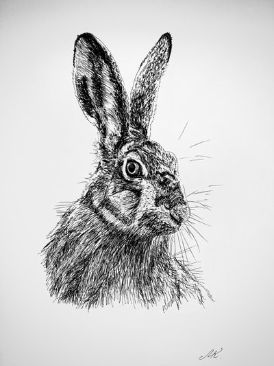 Desenho de uma lebre curiosa de Marina Kozyr
