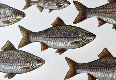 Ilustração de um peixe a nadar de Marina Kozyr
