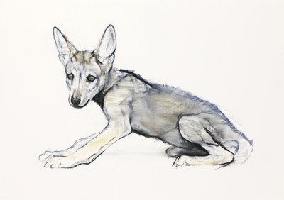 Filhote de Lobo Árabe Adolescente, 2009 (conte und charcoal on paper) de Mark Adlington