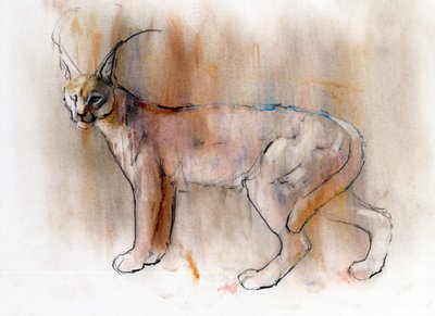 Caracal Árabe, 2009 (conte und charcoal on paper) de Mark Adlington
