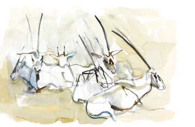 Oryx Árabe, 2010 (óleo sobre papel) de Mark Adlington