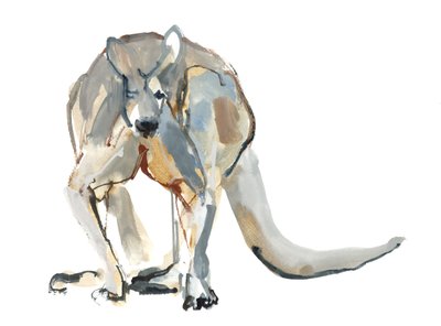 Boxer (Canguru Vermelho), 2012, (aguarela e pigmento sobre papel) de Mark Adlington