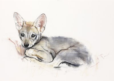 Filhote de Lobo Árabe Enrolado, 2009 (conte und charcoal on paper) de Mark Adlington
