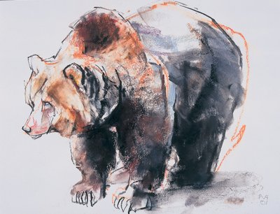 Urso-pardo europeu, 2001 (carvão e conte no papel) de Mark Adlington