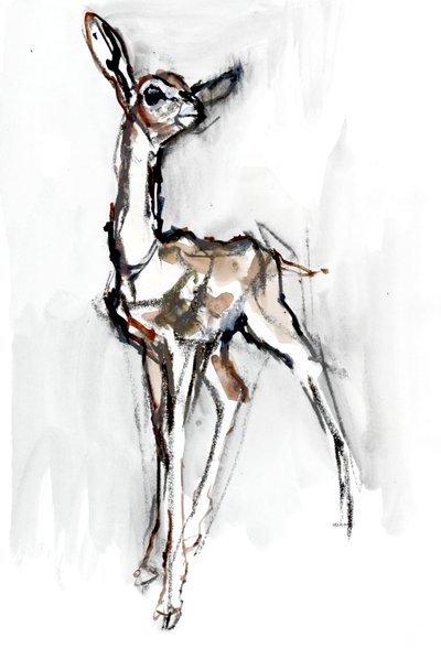 Gerenuk fawn, Sarara, 2018 de Mark Adlington