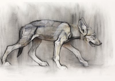 Lean Pup (Lobo Árabe), 2009 (conte und charcoal on paper) de Mark Adlington