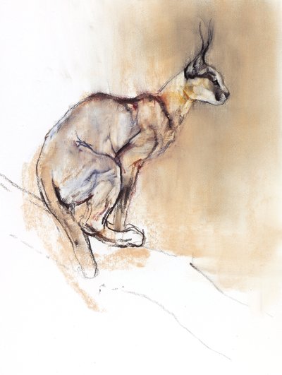 Caracal sentado, 2009 (conte und charcoal on paper) de Mark Adlington