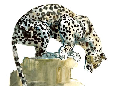 Spine (Arabian Leopard), 2015, (aquarela e guache sobre papel) de Mark Adlington