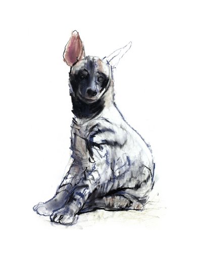 Filhote Hyaena Listrado (sentado), 2010, (conté e pastel sobre papel) de Mark Adlington