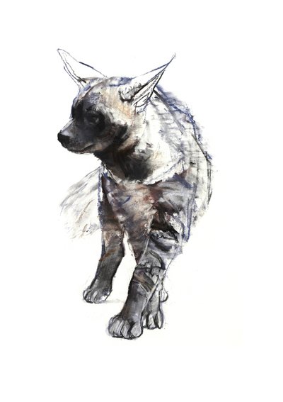 Filhote de Hyaena Listrado, 2010, (conté e pastel sobre papel) de Mark Adlington