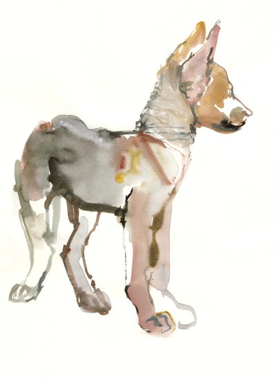 Waggle (Arabian Wolf Pup), 2011, (aguarela e guache sobre papel) de Mark Adlington