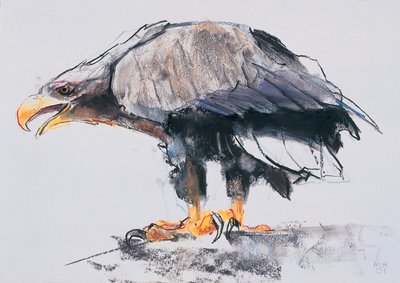 Águia de cauda branca, 2001 (carvão e conte no papel) de Mark Adlington