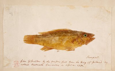 Um peixe. de Mark Catesby