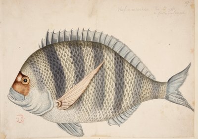 Um peixe. de Mark Catesby