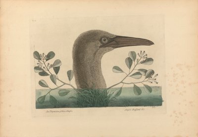 Uma Thymelaea foliis obtusis; Anseri Bassano &c: The Great Booby, Plate 86 from the 