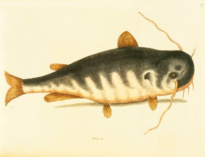Peixe-gato, placa 23, vol. 1 da &39;História Natural da Carolina, Flórida e Bahamas&39; de Mark Catesby
