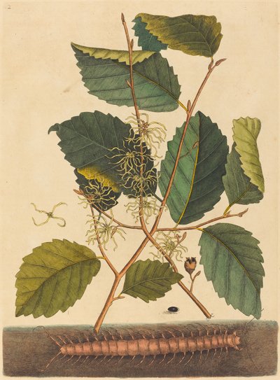Centopeia (Scolopendra morsitans) de Mark Catesby