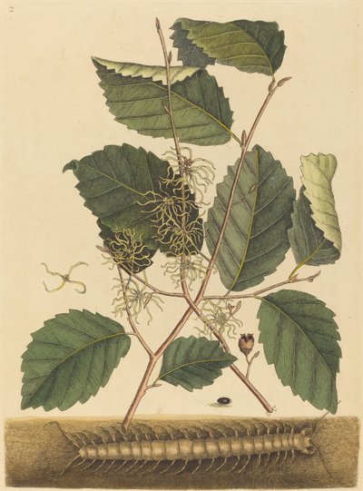 Centopeia (Scolopendra morsitans) de Mark Catesby