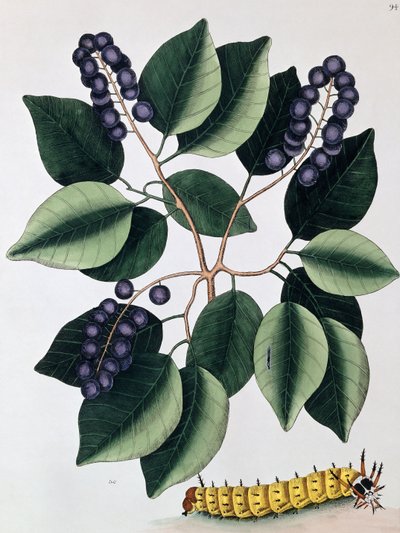 Ameixa de pombo e uma grande lagarta com chifres, 1771 de Mark Catesby