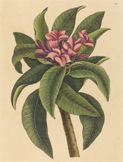 Red Frangipanni Plumeria rubra, publicado em 1731-1743. de Mark Catesby