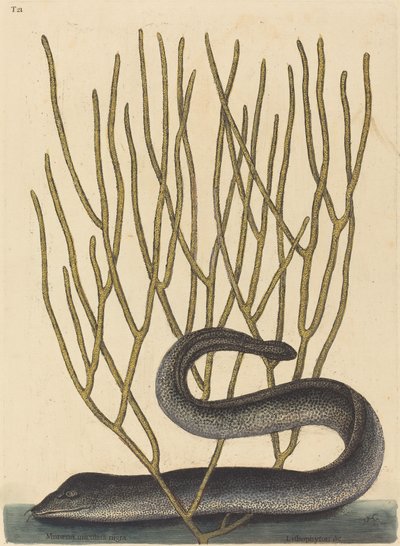 O Muray Preto (variedade Muraena helenae) de Mark Catesby