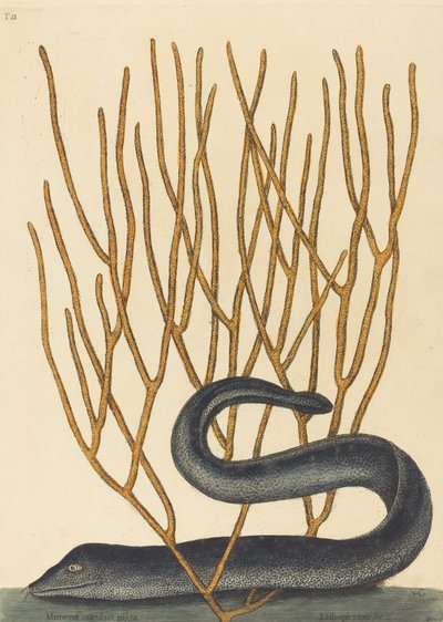 The Black Muray Muraenae helenae varietas, publicado em 1754. de Mark Catesby