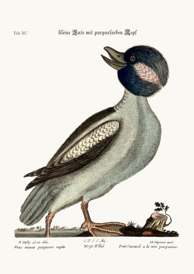 O pato da cabeça do Buffel, 1749-73 de Mark Catesby