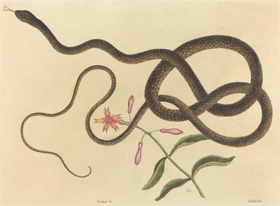 A Cobra-chicote (Coluber flagellum) de Mark Catesby