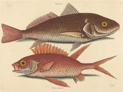 O Croker Perca undulata, publicado 1731-1743. de Mark Catesby