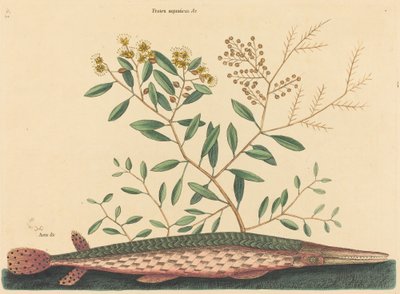 The Green Gar Fish Esox osseus, publicado em 1731-1743. de Mark Catesby