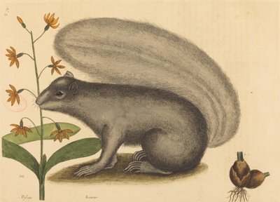O Esquilo Raposa Cinzenta (Sciurus cinereus) de Mark Catesby