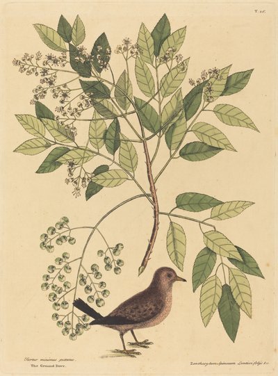 A Pomba de Chão Columba passerina, publicada 1731-1743. de Mark Catesby