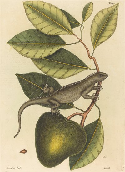 O Guana (Lagarto Iguana) de Mark Catesby