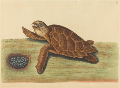 The Hawks-bill Turtle Testudo caretta, publicado em 1731-1743. de Mark Catesby