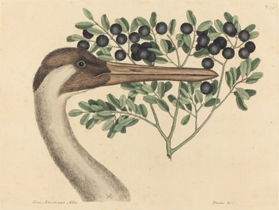 O Hooping Crane Ardea Americana, publicado 1731-1743. de Mark Catesby