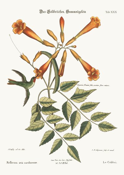 O colibri, 1749-73 de Mark Catesby