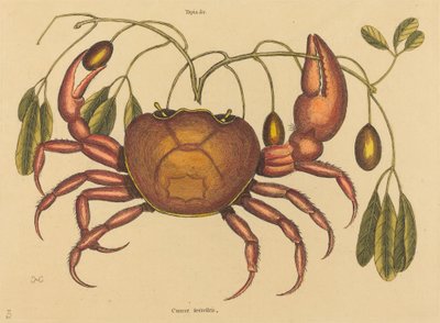 The Land-crab Cancer ruricola, publicado em 1731-1743. de Mark Catesby