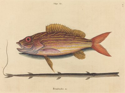 O Lane-snapper (Sparus synagris) de Mark Catesby